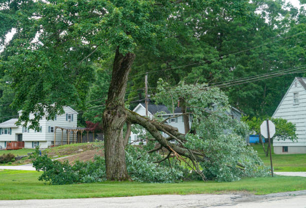 Tree Removal for Businesses in Blackville, SC